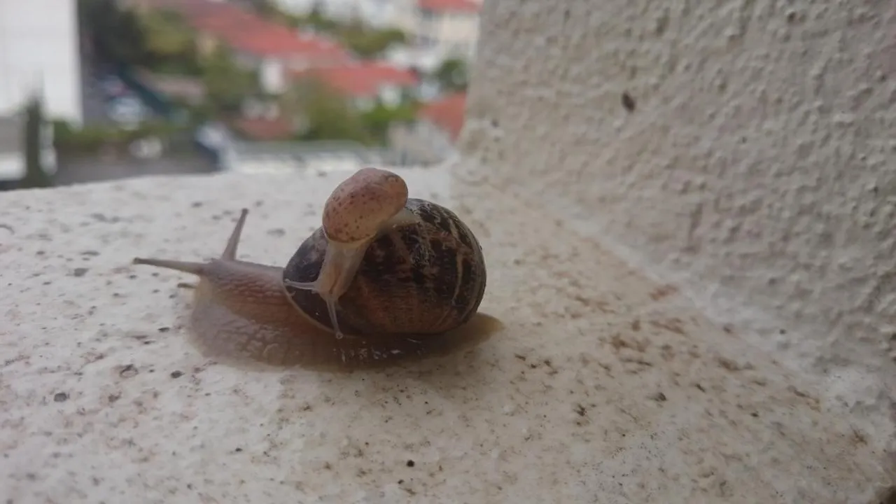 Nice Promenade Des Anglais Apartment France